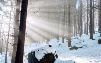 První průzkum zimní trasy v bučinách Oldřichovského hřebene