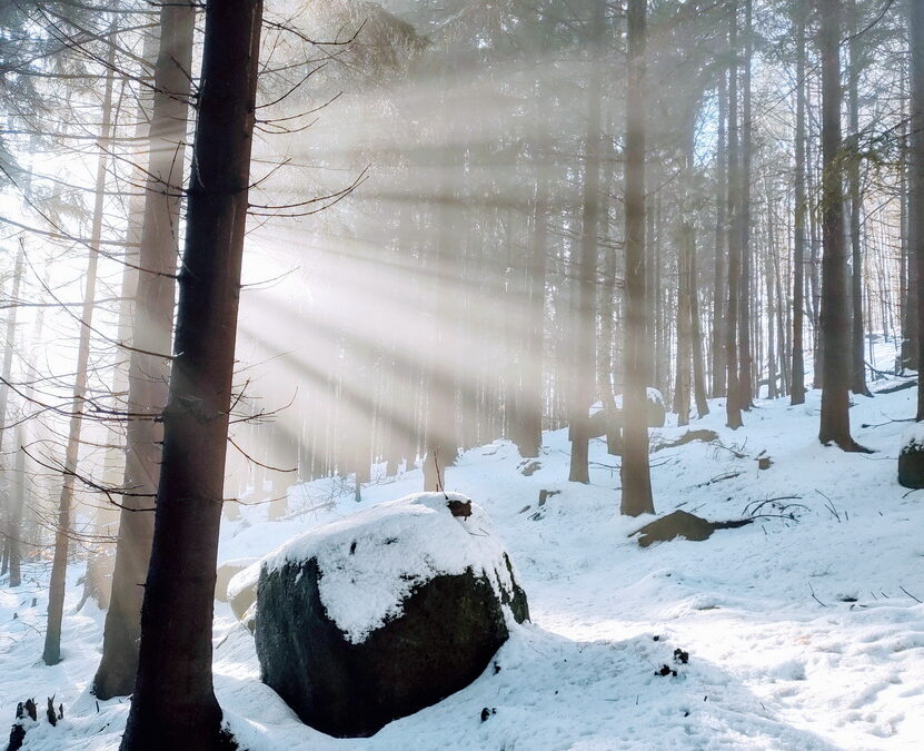 První průzkum zimní trasy v bučinách Oldřichovského hřebene