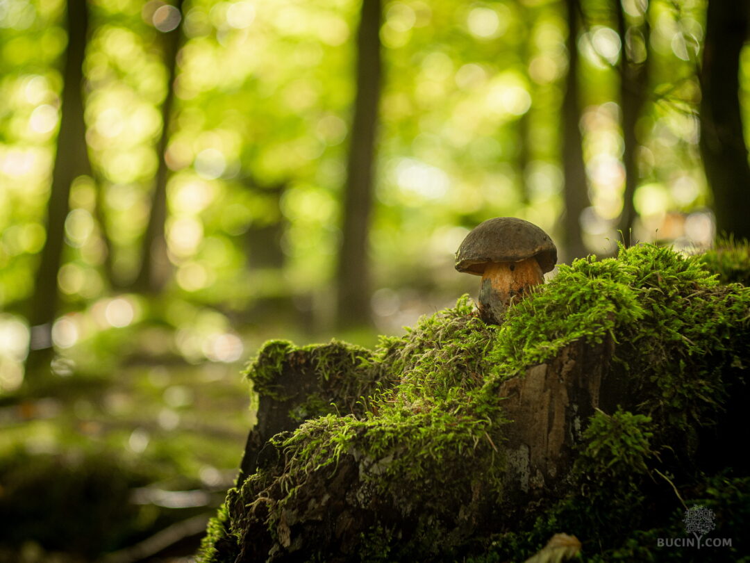 Za Gorilou do bučin – loupežnická